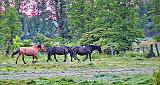 Heading Out To Pasture_P1150818